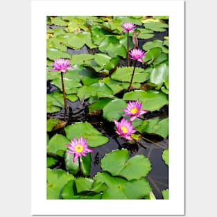 A beautiful water lily pond 3 Posters and Art